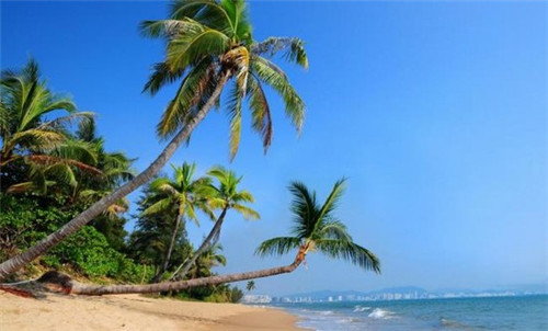 用海星给公司起名好吗（海星名称大全）